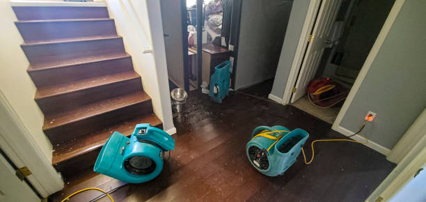 Best Mold removal after water damage  in Elwood, IL